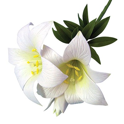 JEM Floral Cutters - St Joseph's Lily & Star Gazer lily Set of 2